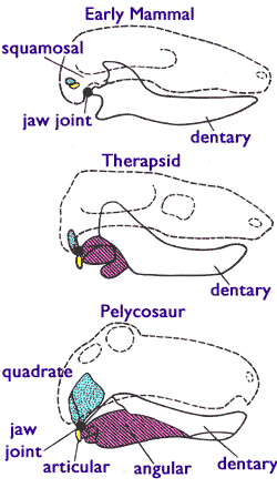 [Figure1.4.1
(cartoon of vertebrate jaws)]