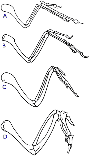 [Figure
3.11.1 (comparison of the forelimbs of a theropod dinosaur,
dinosaur-bird intermediates, and a modern bird]
